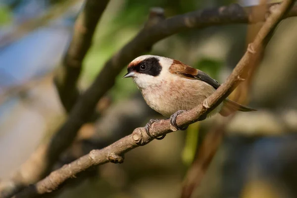 stock image Eurasian penduline tit (Remiz pendulinus) in its natural environment