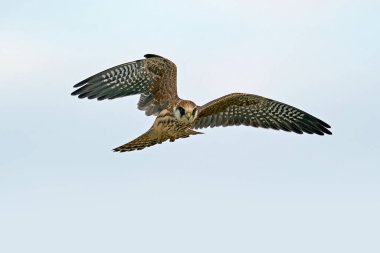 Danimarka 'daki doğal ortamında kızıl ayaklı şahin