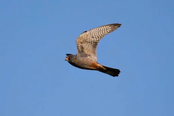 Сокіл Червоностопою Falco Vespertinus Природному Середовищі — стокове фото