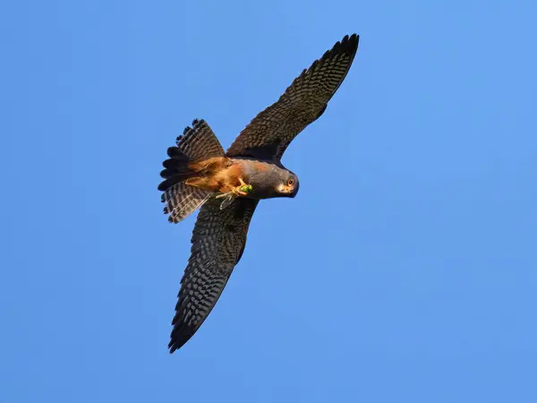 Красноногий Сокол Falco Vespertinus Своей Природной Среде — стоковое фото