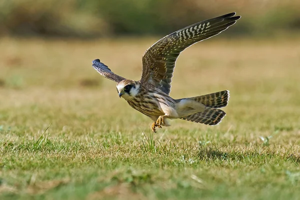 丹麦自然环境中的红脚猎鹰 — 图库照片