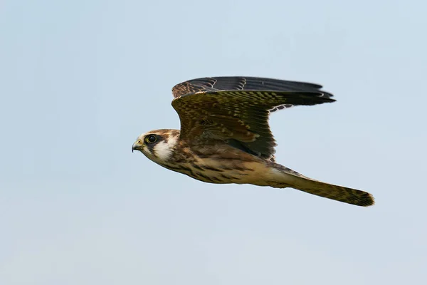 Red Footed Falcon Its Natural Enviroment Denmark — Stock Photo, Image