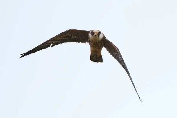 红脚猎鹰在丹麦的自然栖息地 — 图库照片