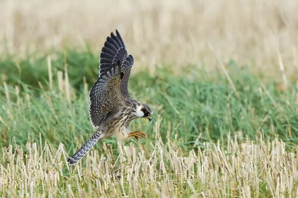 Red Footed Falcon Hunting Insects Crop Field — Stock Photo, Image