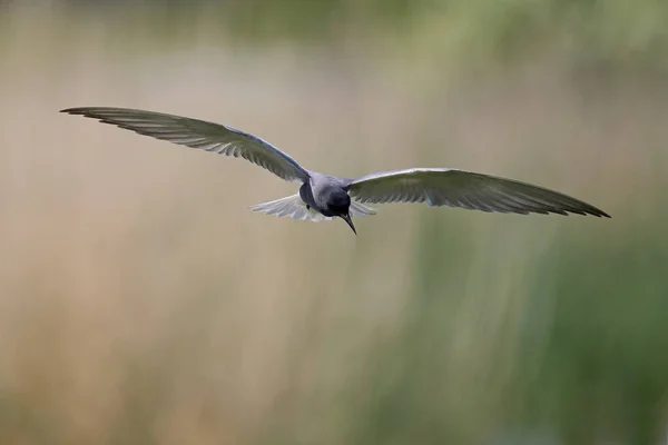 Black Tern Chlidonias Niger Its Natural Environment — Stock Photo, Image
