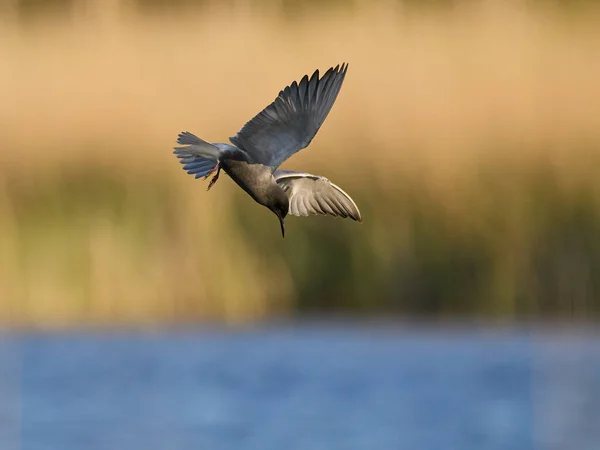 Black Tern Chlidonias Niger Its Natural Environment — Stock fotografie