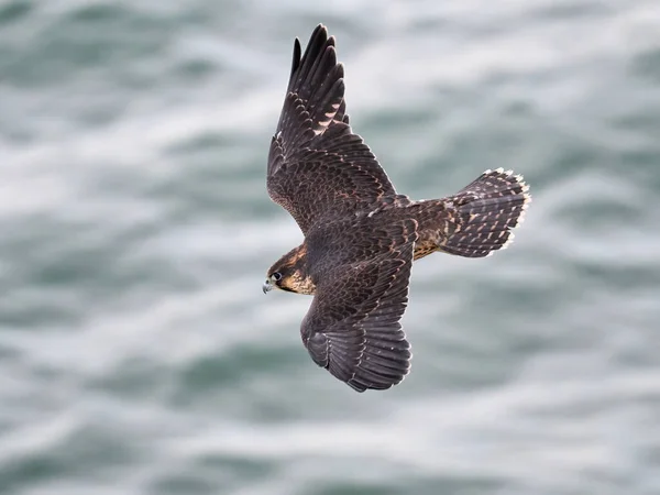 자연환경에 Falco Peregrinus — 스톡 사진