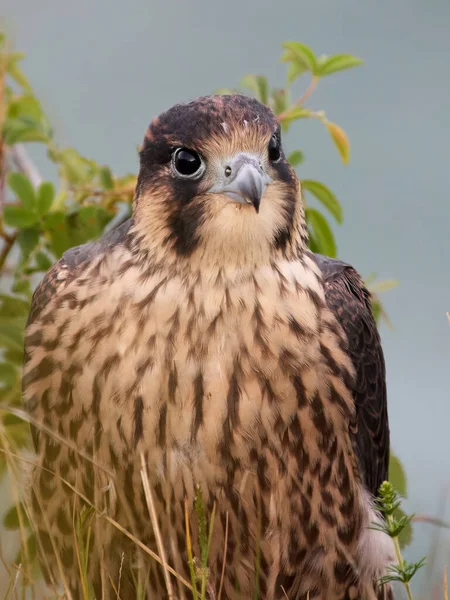 Falcão Peregrino Juvenil Falco Peregrinus Seu Ambiente Natural — Fotografia de Stock