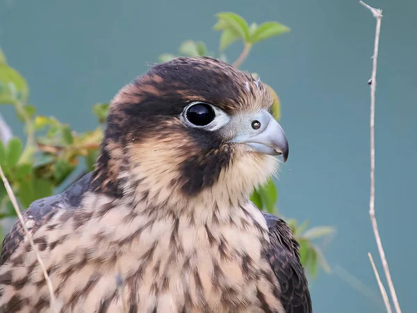 Juvenile Peregrine Falcon Falco Peregrinus Sin Naturliga Miljö — Stockfoto