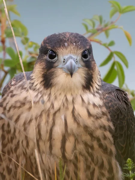 Jonge Slechtvalk Falco Peregrinus Zijn Natuurlijke Omgeving — Stockfoto