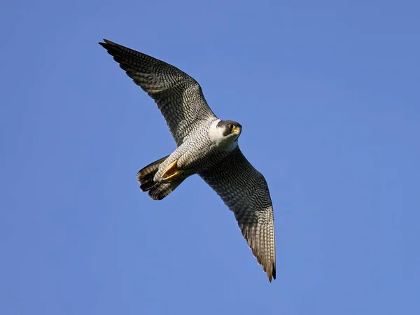 Falco Pellegrino Falco Peregrinus Nel Suo Ambiente Naturale — Foto Stock