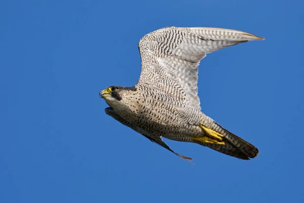 Sokół Wędrowny Falco Peregrinus Środowisku Naturalnym — Zdjęcie stockowe