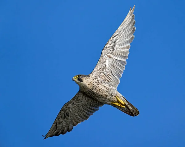 Slechtvalk Falco Peregrinus Zijn Natuurlijke Omgeving — Stockfoto