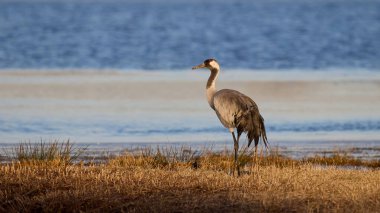 Doğal ortamında ortak vinç (Grus grus)