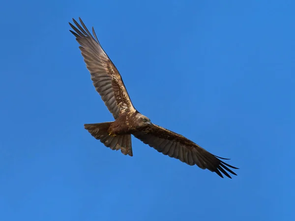 Doğal Ortamında Bataklık Harrier Circus Aeruginosus — Stok fotoğraf