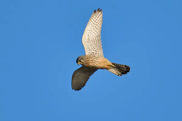 Kestrel Falco Tinnunculus Zijn Natuurlijke Omgeving — Stockfoto