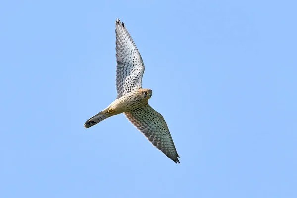 Kestrel Falco Tinnunculus Sin Naturliga Miljö — Stockfoto