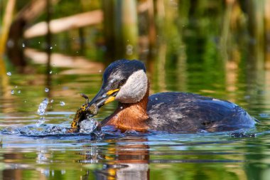 Kırmızı boyunlu yunus (Podiceps grisegena) doğal ortamında