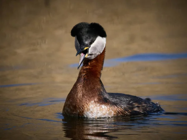 stock image Red-necked grebe (Podiceps grisegena) in its natural environment