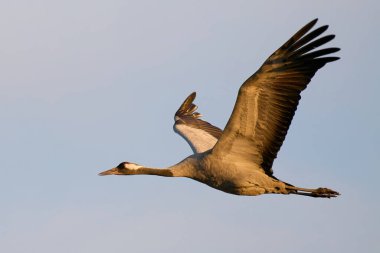 Doğal ortamında ortak vinç (Grus grus)