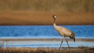 Doğal ortamında ortak vinç (Grus grus)
