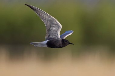 Siyah deniz feneri (Chlidonias niger) doğal ortamında