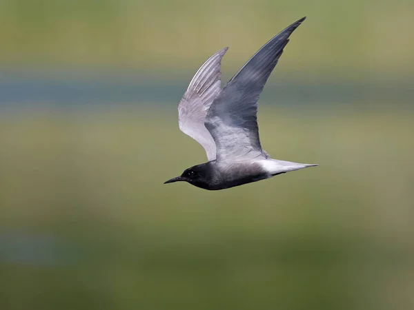 Black Tern Chlidonias Niger Its Natural Environment — Fotografia de Stock