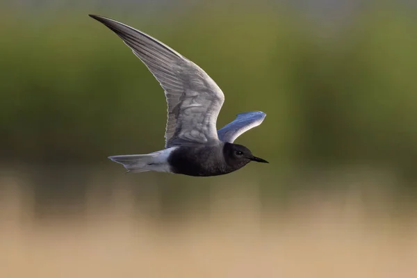 Black Tern Chlidonias Niger Its Natural Environment — стоковое фото
