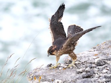 Genç Peregrine Şahini (Falco peregrinus) doğal ortamında