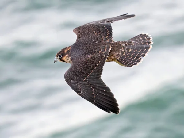 Juvenile Peregrine Falcon Falco Peregrinus Sin Naturliga Miljö — Stockfoto