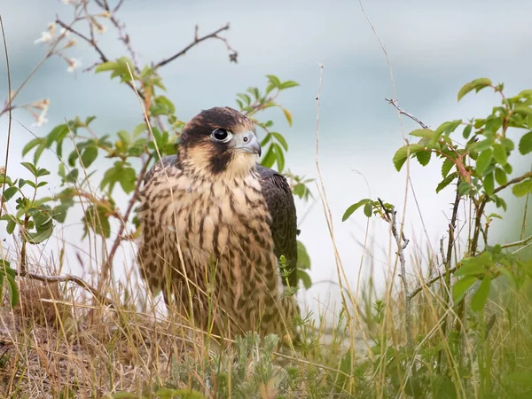 Halcón Peregrino Juvenil Falco Peregrinus Entorno Natural —  Fotos de Stock