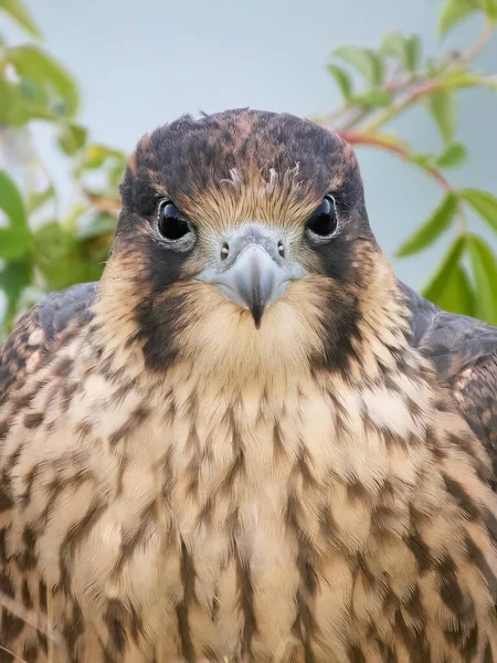 Jonge Slechtvalk Falco Peregrinus Zijn Natuurlijke Omgeving — Stockfoto