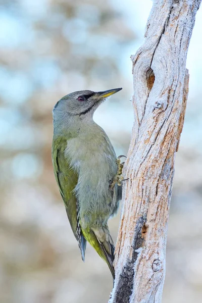 Grey Headed Woodpecker Its Natural Environment — 图库照片