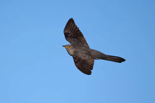 Common Cuckoo Cuculus Canorus Its Natural Environment — Stock Photo, Image