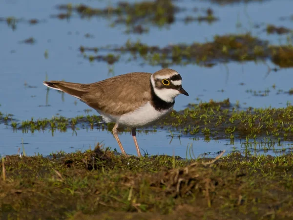 Little Ringed Plover Charadrius Dubius Its Natural Environment — Stock Photo, Image