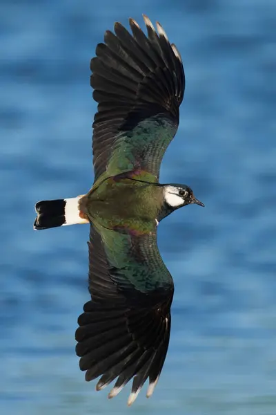 自然环境中的北羽翼 Vanellus Vanellus — 图库照片