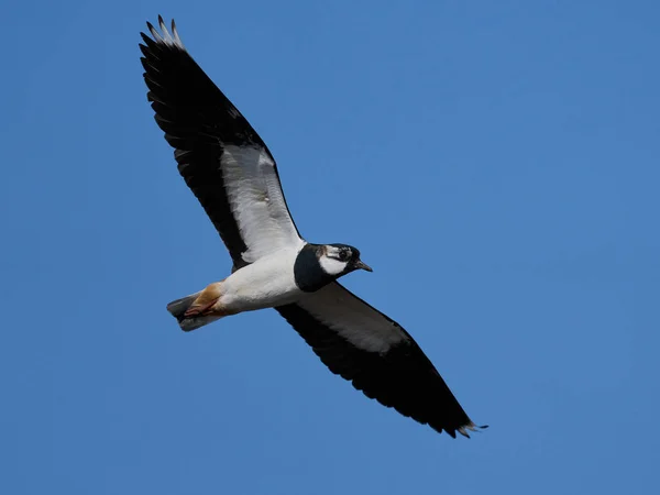 Northern Lapwing Its Natural Enviroment Denmark — Stock Photo, Image