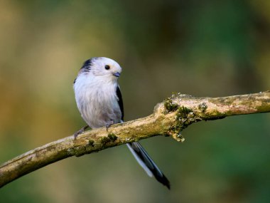 Long-tailed tit (Aegithalos caudatus) in its natural environment