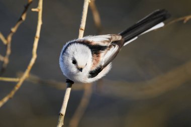 Uzun kuyruklu baştankara doğal habitatları Danimarka