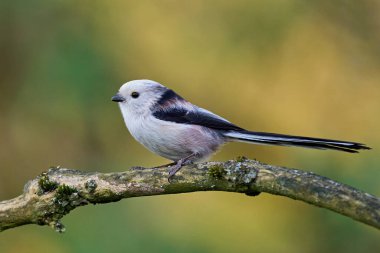 Long-tailed tit (Aegithalos caudatus) in its natural environment
