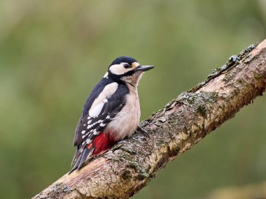 Büyük benekli ağaçkakan (Dendrocopos major) doğal ortamında