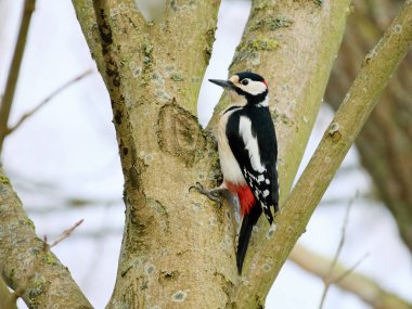 Büyük benekli ağaçkakan (Dendrocopos major) doğal ortamında