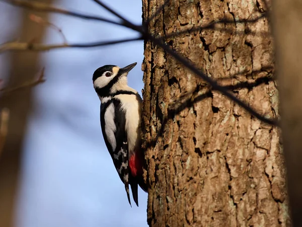 Great Spotted Woodpecker Dendrocopos Major Its Natural Environment — Stock Photo, Image