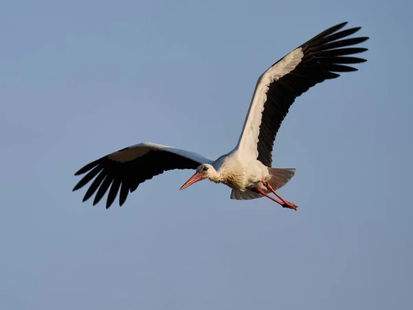 White Stork Ciconia Ciconia Its Natural Environment — Stock Photo, Image