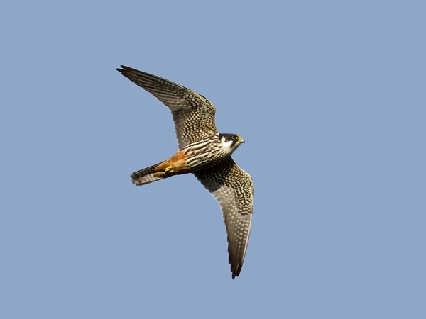 Hobby Eurasien Falco Subbuteo Dans Son Environnement Naturel — Photo