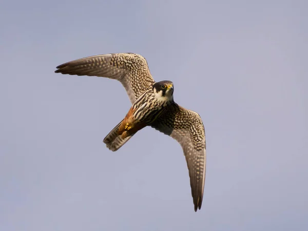 Hobby Eurasiatico Falco Subbuteo Nel Suo Ambiente Naturale — Foto Stock