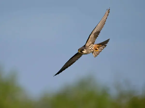 Eurasian Hobby Falco Subbuteo Svém Přirozeném Prostředí — Stock fotografie