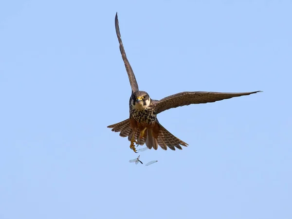 Doğal Ortamında Avrasya Hobisi Falco Subbuteo — Stok fotoğraf