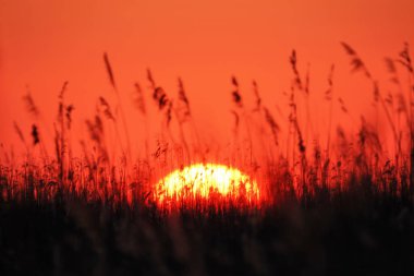 Güney Danimarka 'da baharda güzel bir gün doğumu