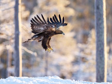 Golden eagle in its natural environment